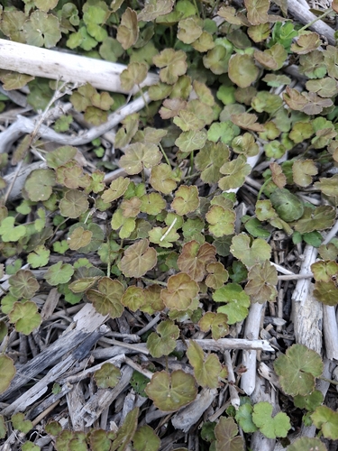 Hydrocotyle novae-zeelandiae observed 2026-10-22