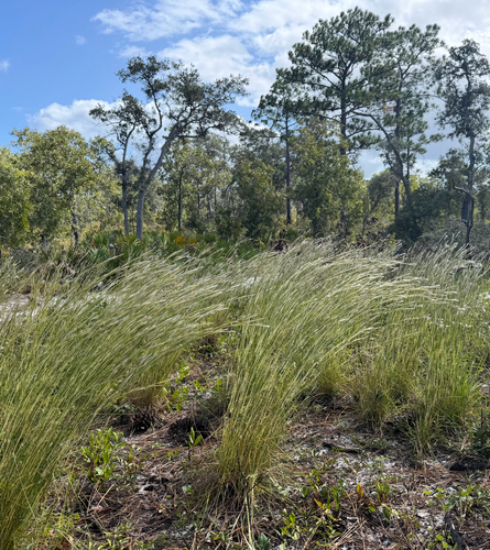 Andropogon tracyi observed 2026-10-25