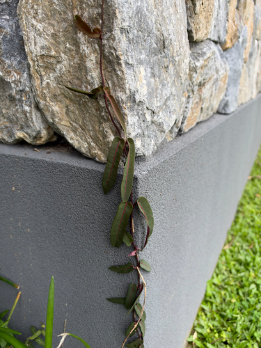Parsonsia straminea observed 2026-10-27