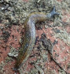 Tandonia budapestensis