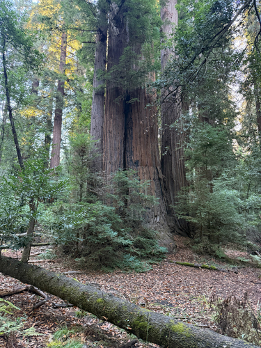 Sequoia sempervirens observed 2026-10-24