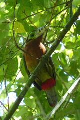 Selenidera maculirostris