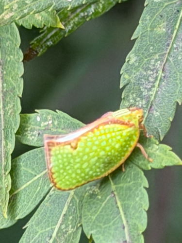 Marginella observed 2026-10-27