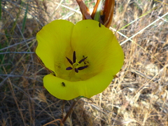 Calochortus clavatus