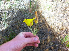 Calochortus clavatus