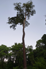 Aspidosperma polyneuron