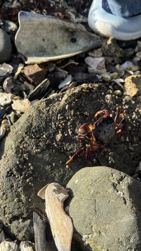 Hemigrapsus observed 2026-10-26