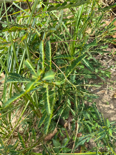 Phyllanthus urinaria observed 2026-10-26