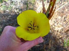 Calochortus clavatus