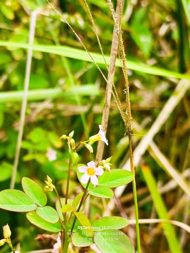 Oxalis barrelieri observed 2026-10-21