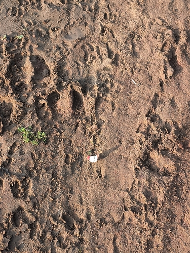 Danae observed 2026-10-27