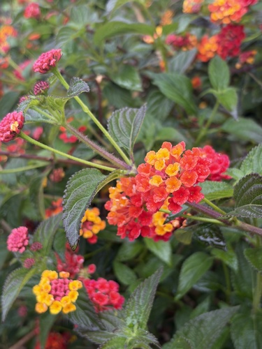 Lantana camara observed 2026-10-27