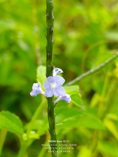 Stachytarpheta jamaicensis observed 2026-10-21