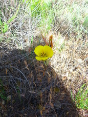 Calochortus clavatus