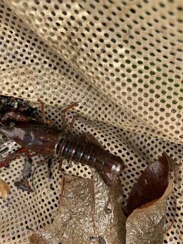 Procambarus clarkii observed 2026-10-26