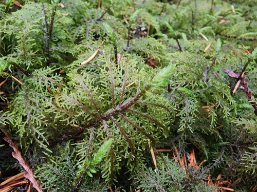 Hylocomium splendens observed 2026-10-25