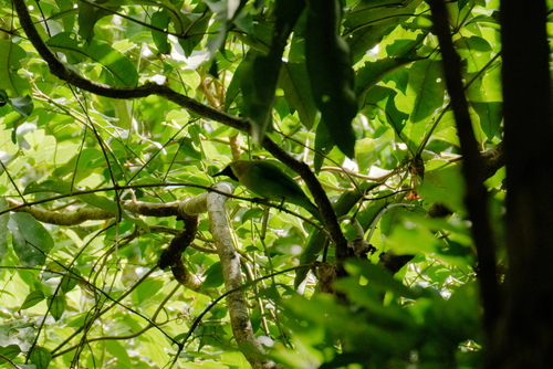 Chloropsis cochinchinensis observed 2026-10-25