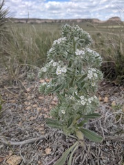 Oreocarya thyrsiflora
