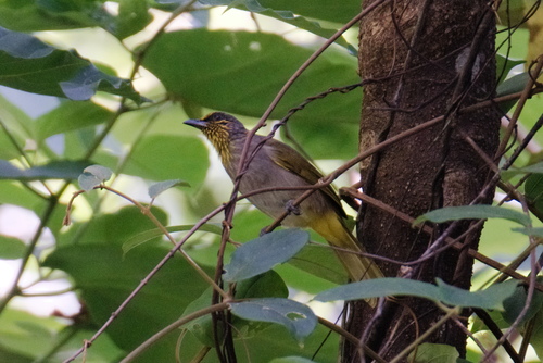 Pycnonotus finlaysoni, 2026-10-25