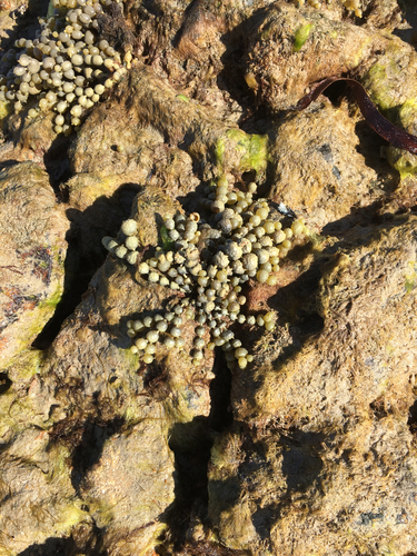 Hormosira banksii observed 2026-10-27
