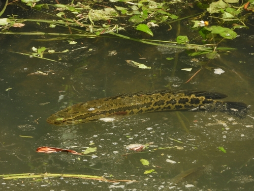 Channa maculata observed 2026-10-06