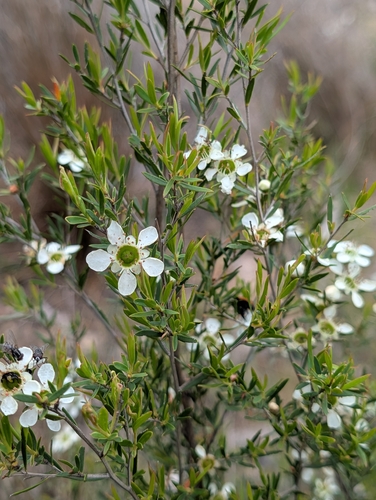 Leptospermum polygalifolium observed 2026-10-22
