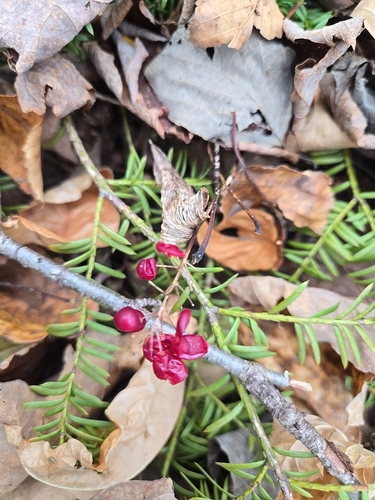 Maianthemum canadense observed 2026-10-25
