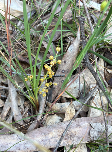 Lomandra filiformis observed 2026-10-27