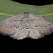 Aphantes melanochorda - Photo (c) Cathy Powers,  זכויות יוצרים חלקיות (CC BY-NC), הועלה על ידי Cathy Powers