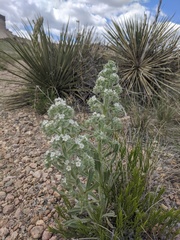 Oreocarya thyrsiflora