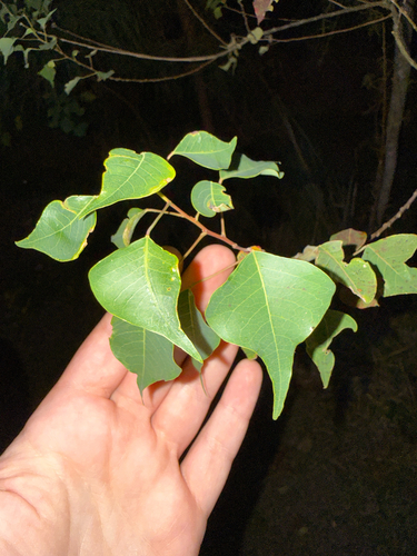 Triadica sebifera observed 2026-10-26