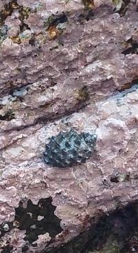 Plicopurpura columellaris observed 2026-10-25