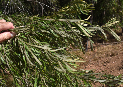 Bursaria incana observed 2026-08-25
