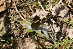 Abisara fylla