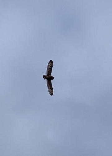 Asio flammeus observed 2026-10-26