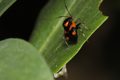 Deraeocoris schach