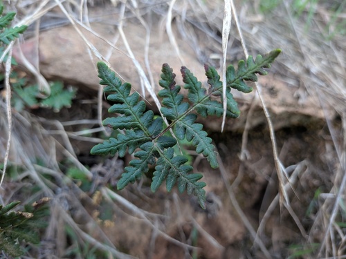Pentagramma triangularis observed 2026-10-26