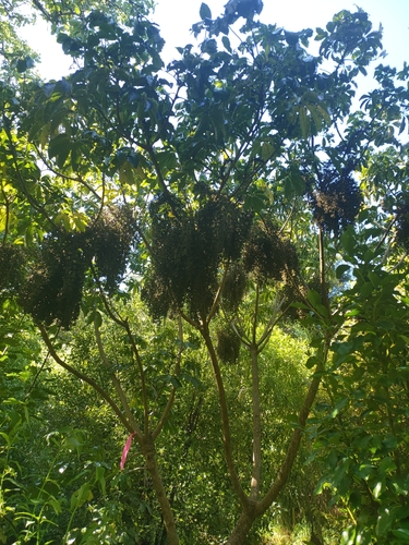 Schefflera observed 2026-10-27