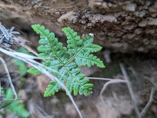 Pentagramma triangularis observed 2026-10-26