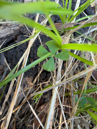 Marsilea vestita observed 2026-10-22
