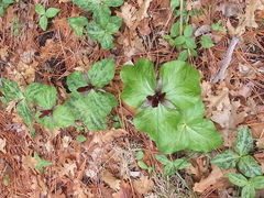Trillium angustipetalum