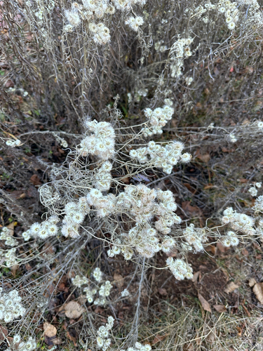Anaphalis margaritacea observed 2026-10-26