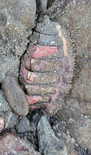 Mopalia lignosa observed 2026-10-26