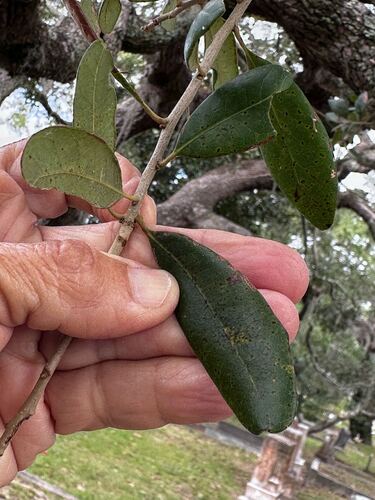 Quercus virginiana, 2026-10-26