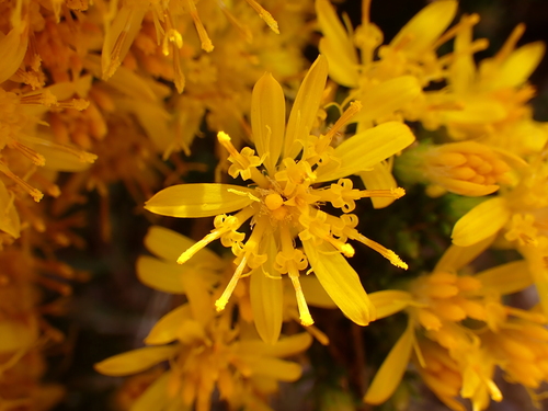 Haplopappus, 2026-10-26