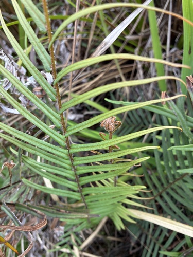 Pteris vittata observed 2026-10-27
