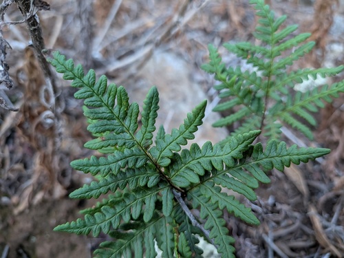 Pentagramma triangularis observed 2026-10-26