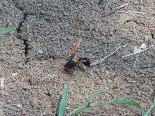 Delta pyriformis, 2026-10-18