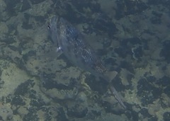 Calamus taurinus
