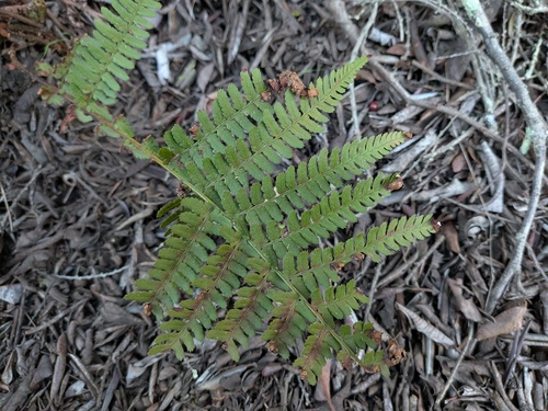 Dryopteris arguta, 2026-10-26